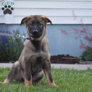 Kooper, German Shepherd Puppy